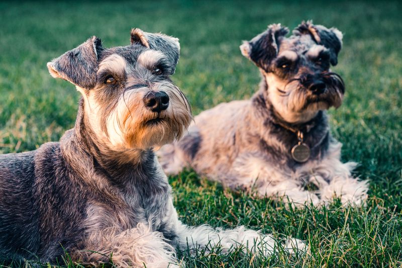 The Registration Application Asks for Specific Details About Your Dog