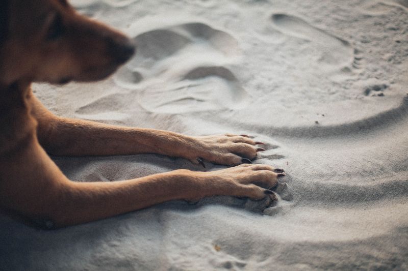 Hot Sand Can Also Cause Problems