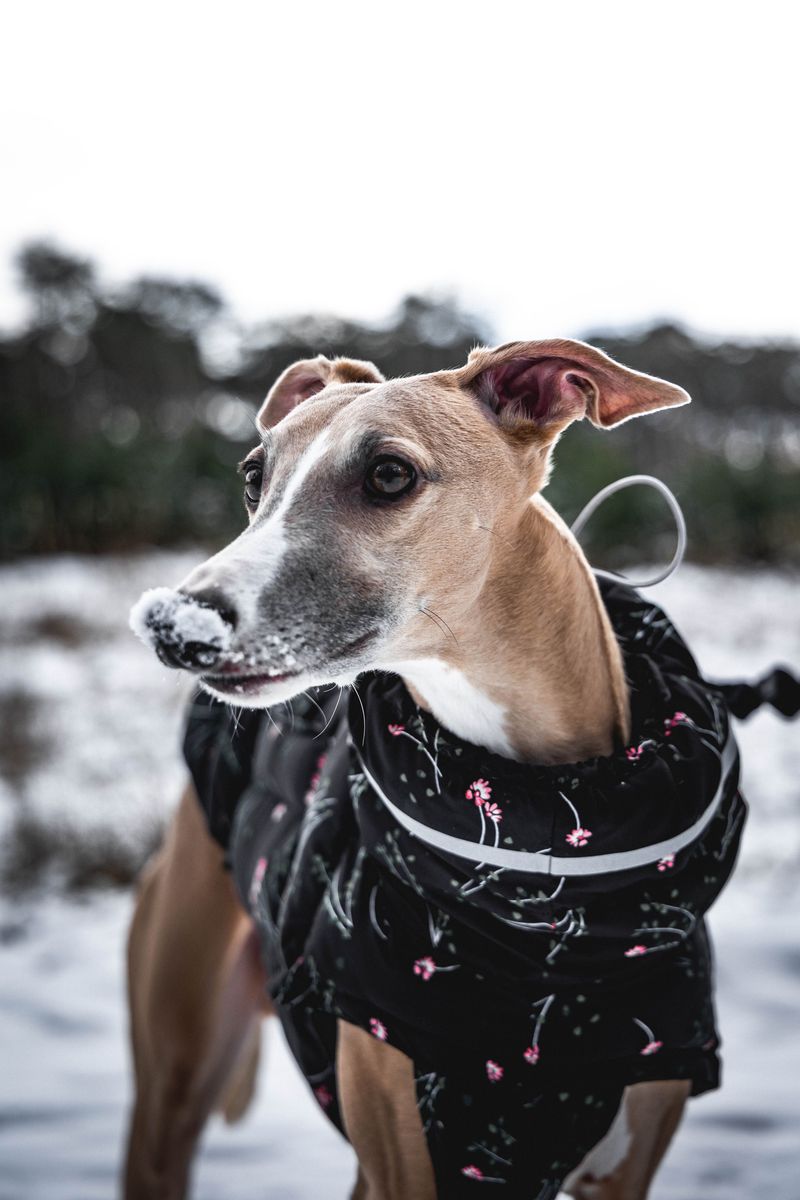 Not Every Dog Is Built for Ohio Cold