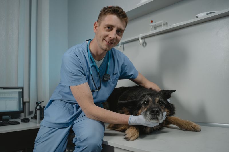 Get Emergency Vet Help For Serious Neurologic Signs