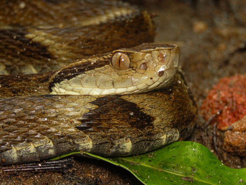 Learn To Recognize A Copperhead