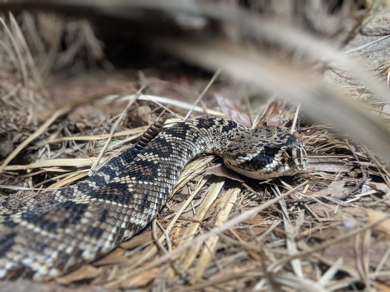 Know the Signs of a Venomous Snake