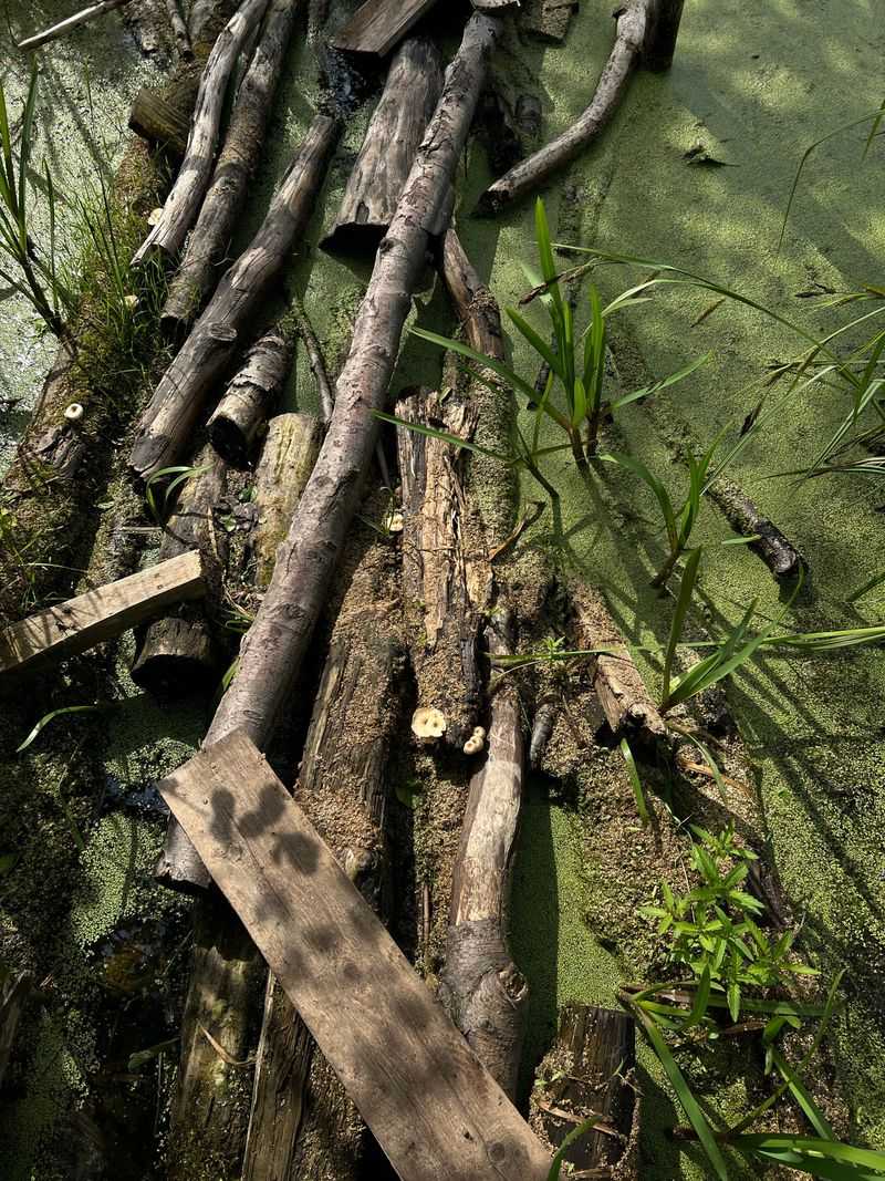 Cottonmouths Can Be Found Near Water