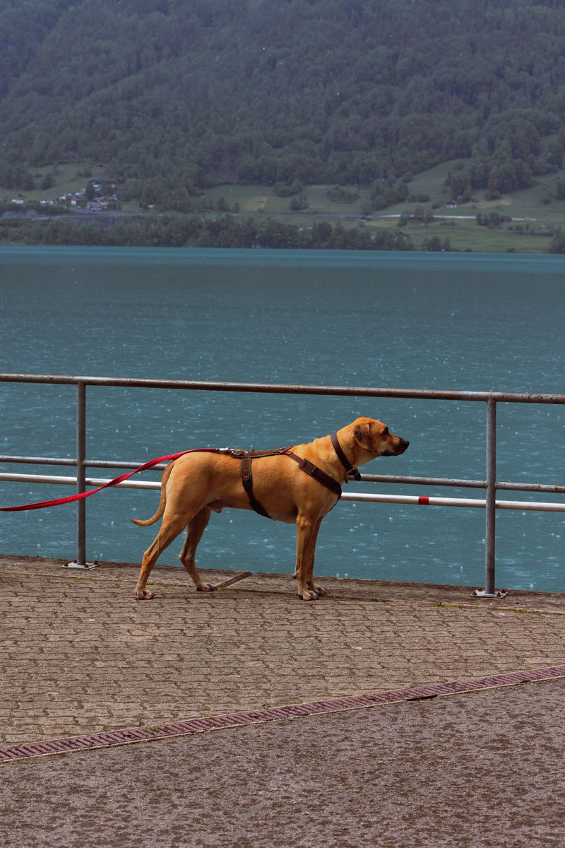 Keep Dogs Well Away From Geothermal Pools