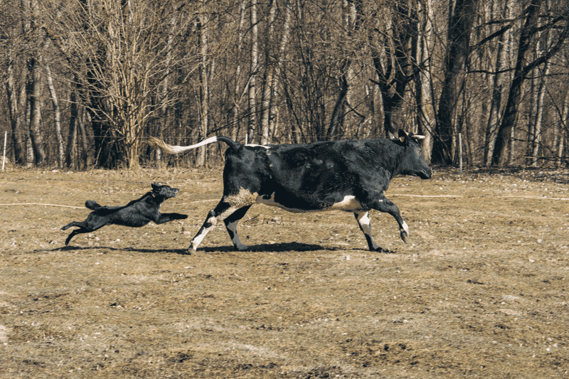 Chasing Is Never Harmless Fun