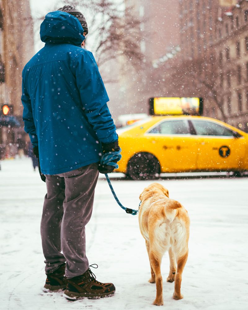 New York City Leashes Are Limited to Six Feet