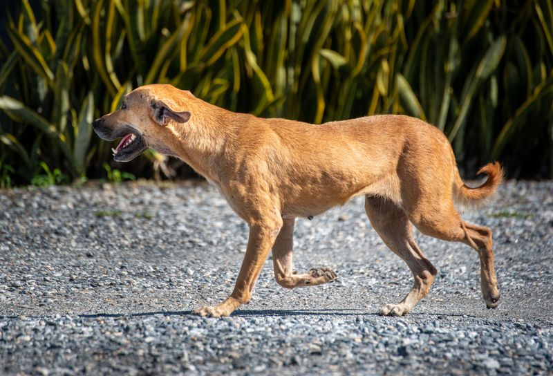 Owners Can Face Trouble Over a Dog That Runs Loose