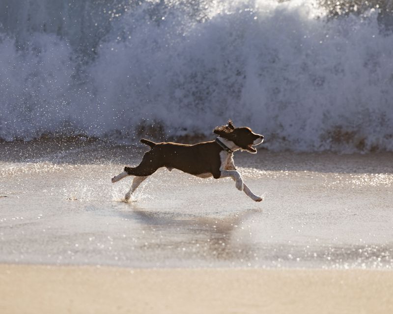 Do Not Let Dogs Chase Waves