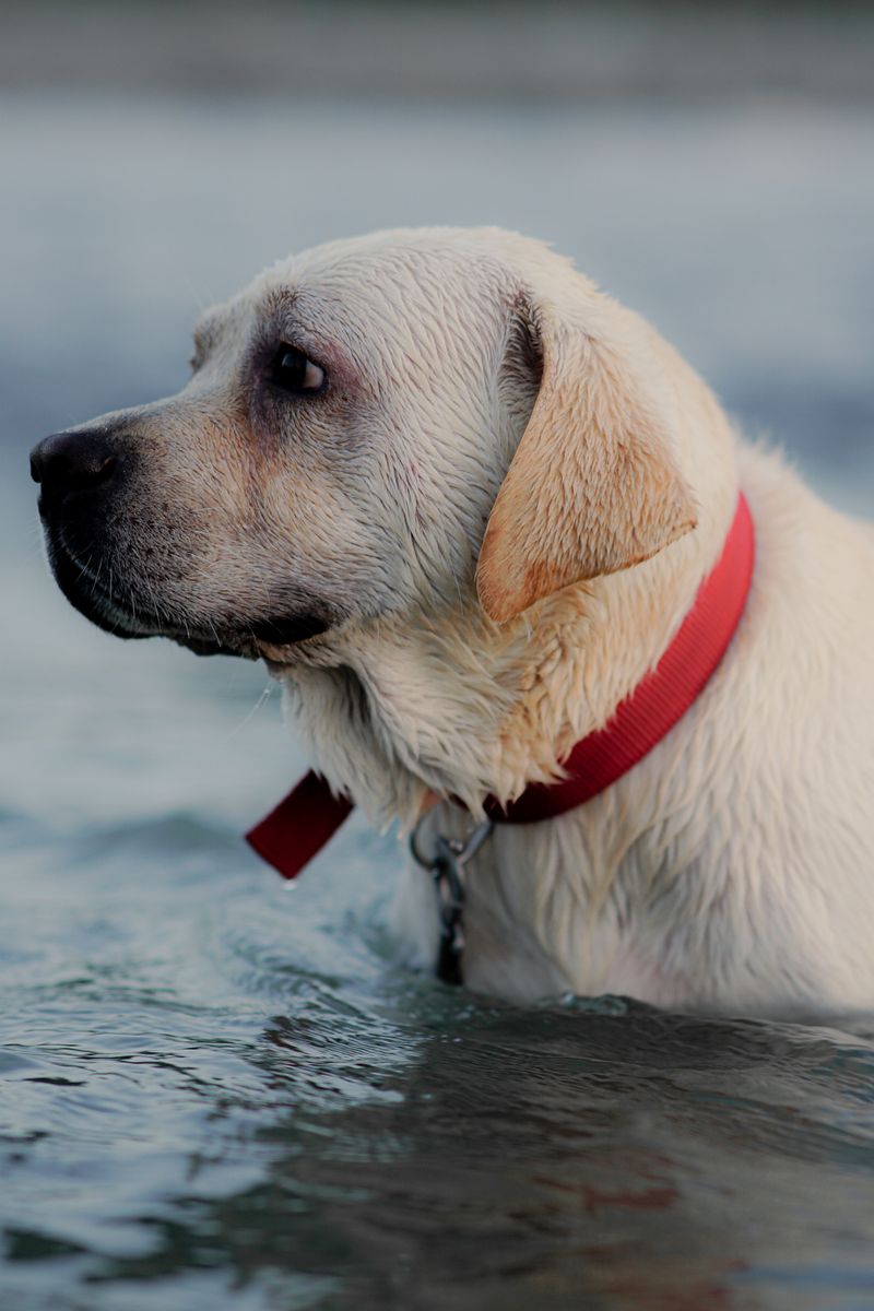 Off-Leash Freedom Has a Narrow Address