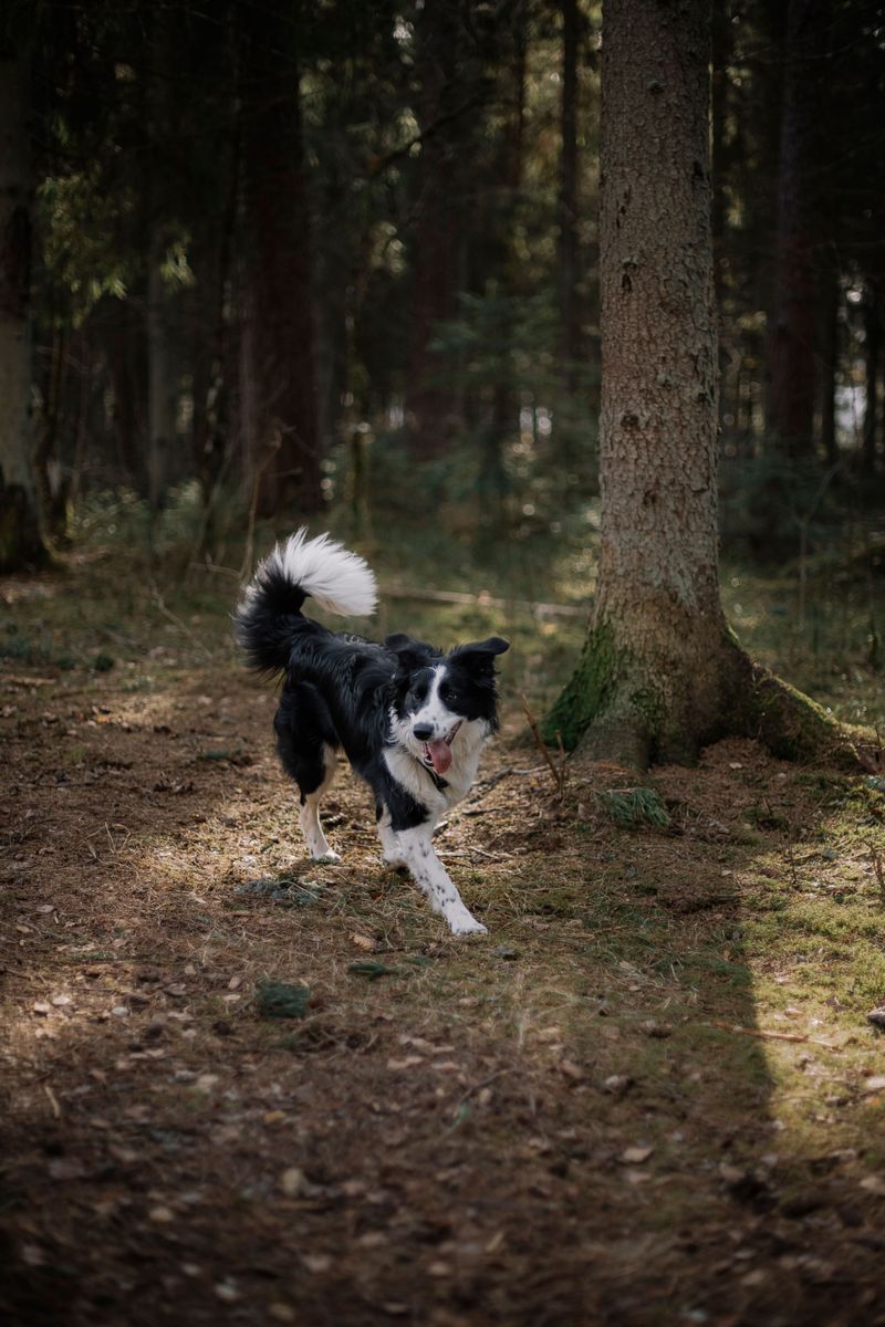 Off-Leash Dogs Can Escalate a Sighting