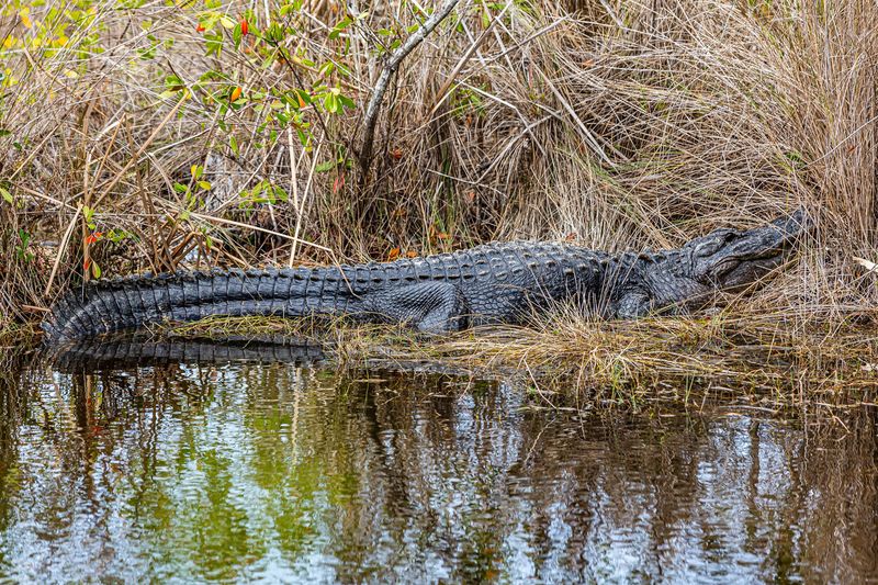 Call the FWC Nuisance Alligator Hotline When Needed