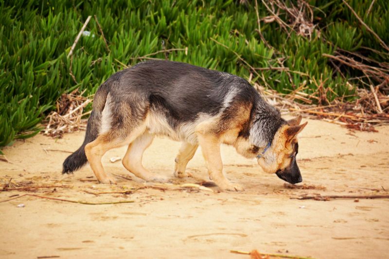 Do Not Let Your Dog Investigate the Alligator