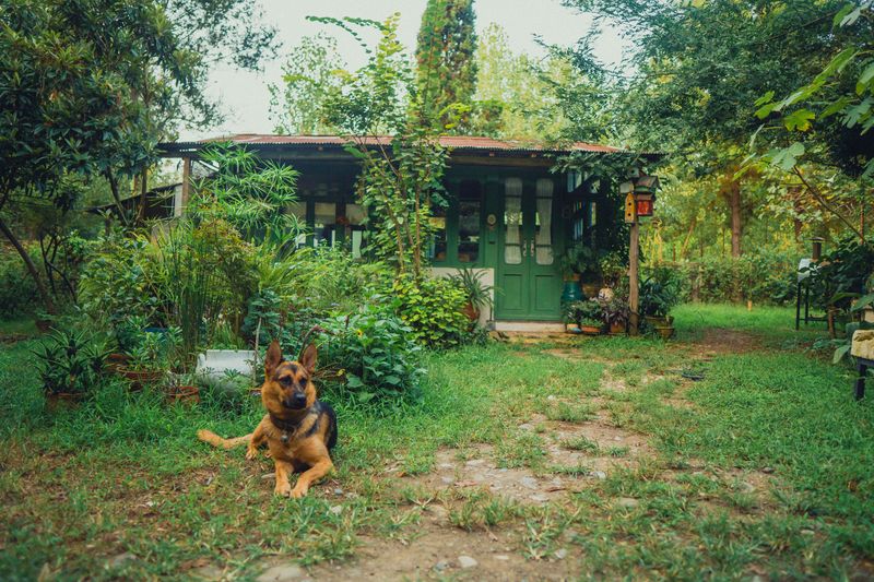 Wind Down With a Dog-Friendly Camp or Cabin