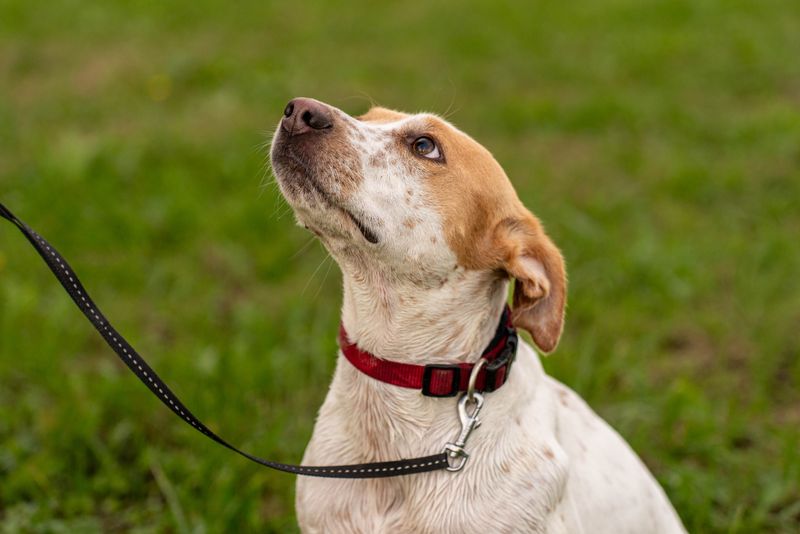Shorten the leash before you do anything else
