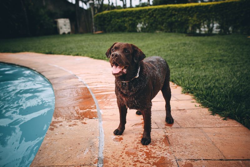Assuming Pools, Sprinklers, or Wet Fur Prevent Overheating