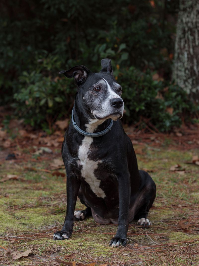 Overlooking Heartworm Prevention