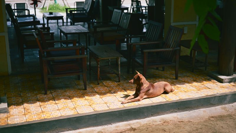 Assuming a Shaded Patio or Yard Is Cool Enough