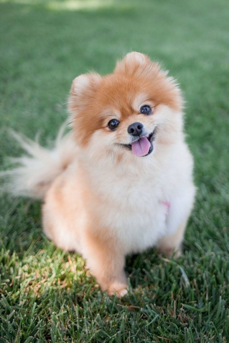 Outdoor Dogs Need Adequate Care