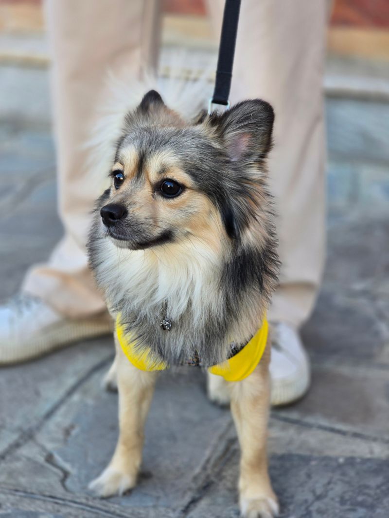 Walking a Dog on Sun-Heated Pavement