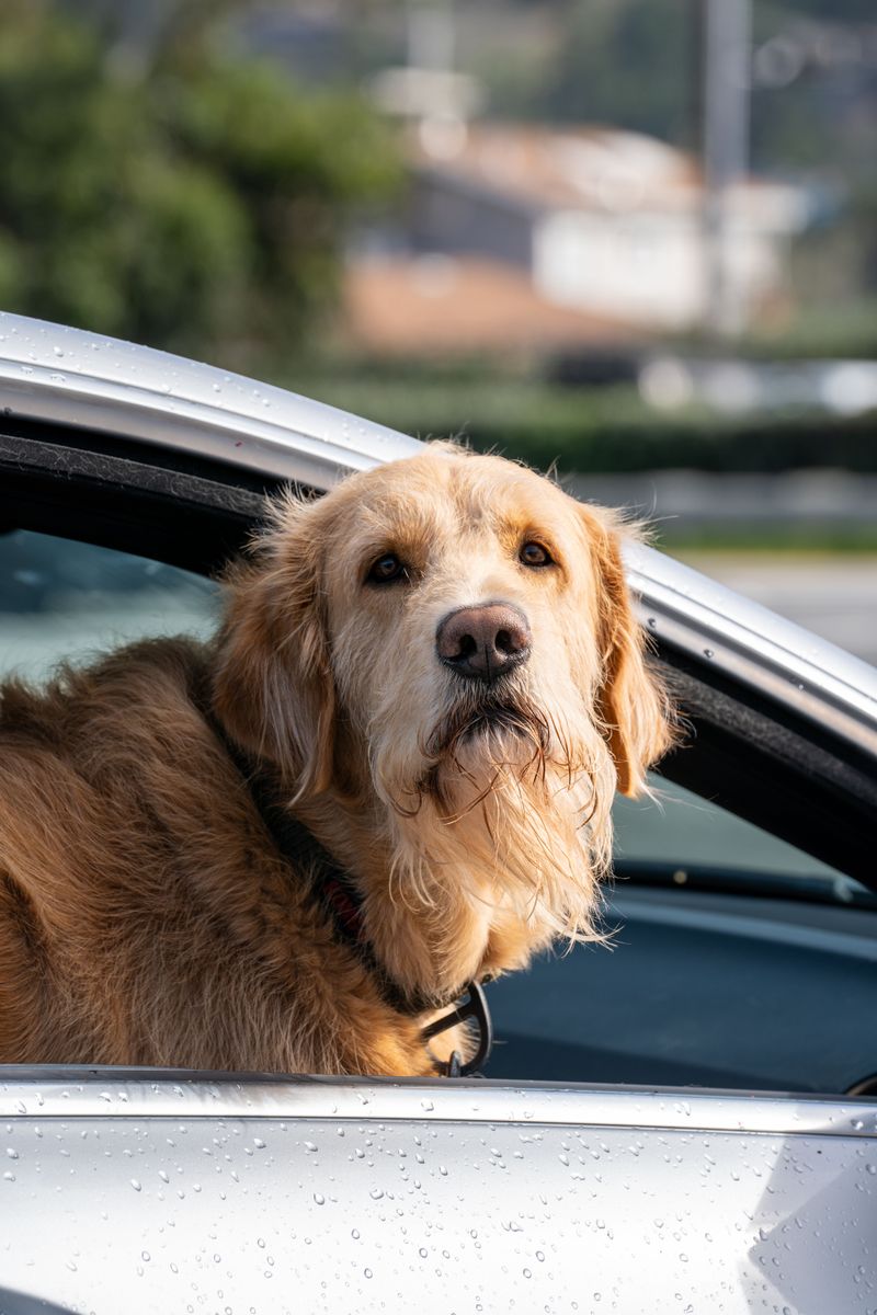 California's Good Samaritan Law Protects Those Who Rescue Dogs from Vehicles