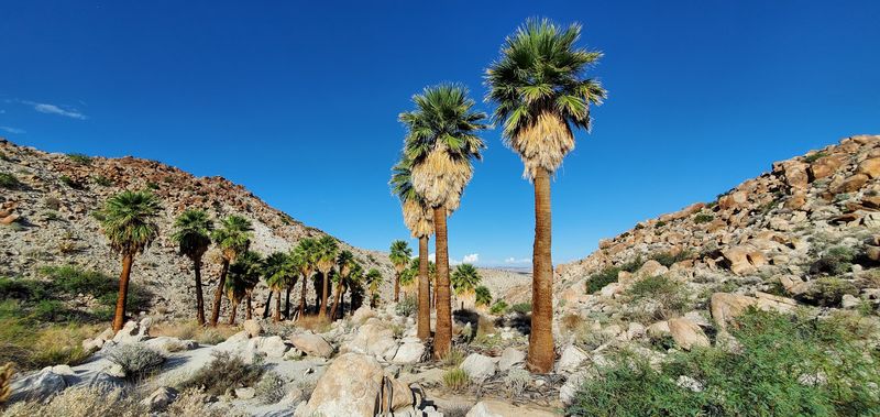 Desert Road Trips Can Be Surprisingly Dog-Friendly