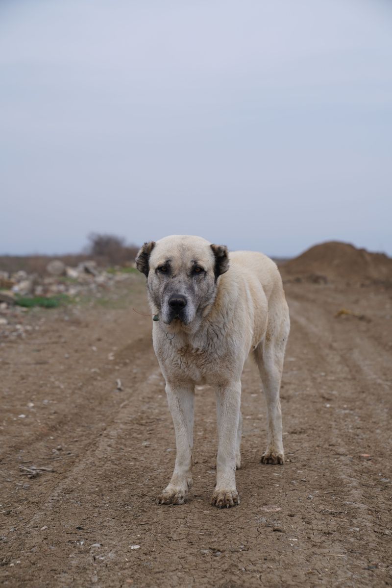 Anatolian Shepherd Dog
