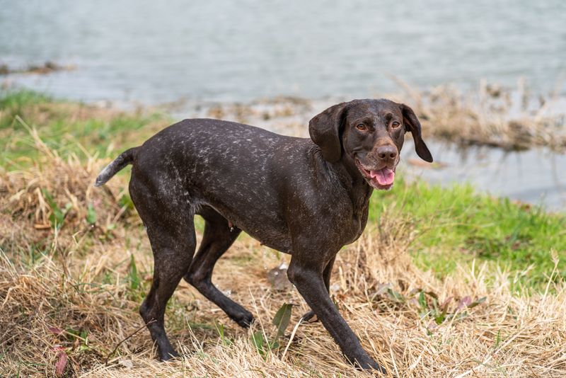 Romp at Warren G. Magnuson Park Off-Leash Area in Seattle