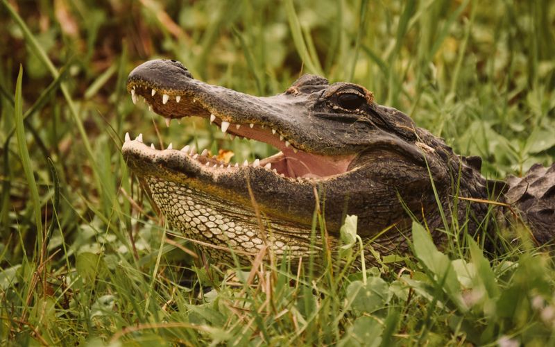 Hissing means step back farther