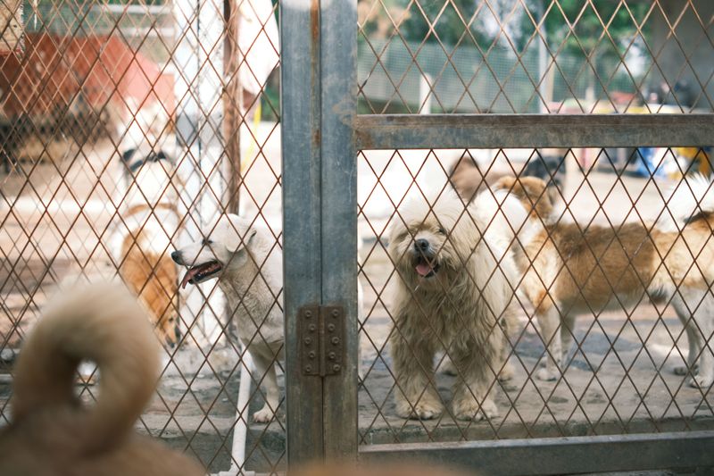 Boarding Kennels, Daycares, and Groomers