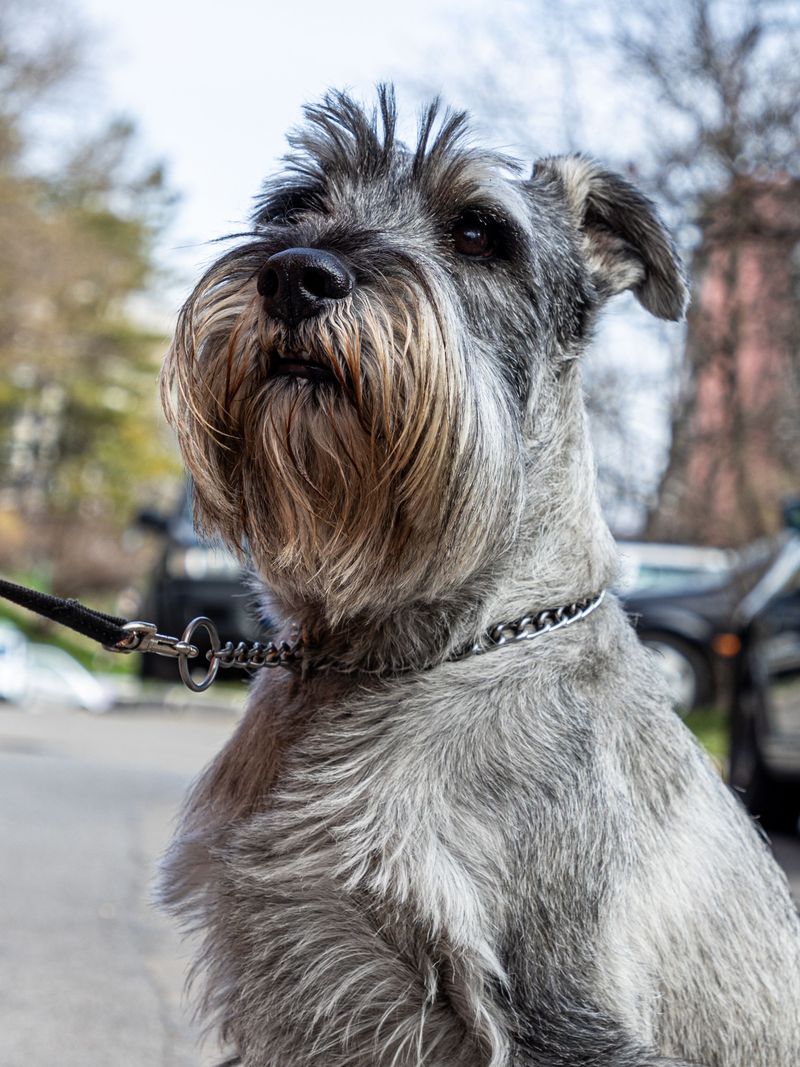 Miniature Schnauzer
