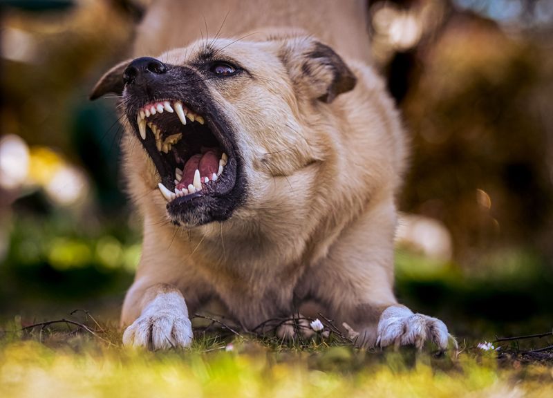 Texas Prohibits Dogs Known to Attack from Running at Large