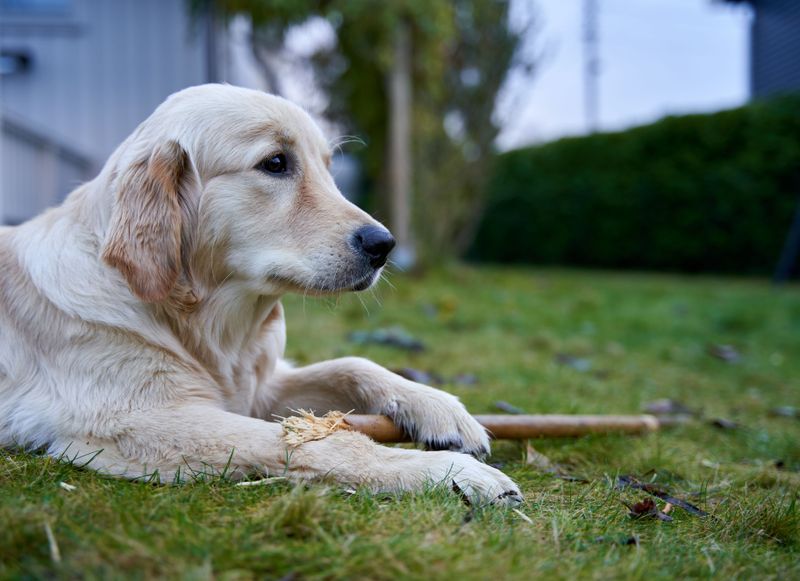 Property Damage Alone Does Not Make Your Dog Legally Dangerous