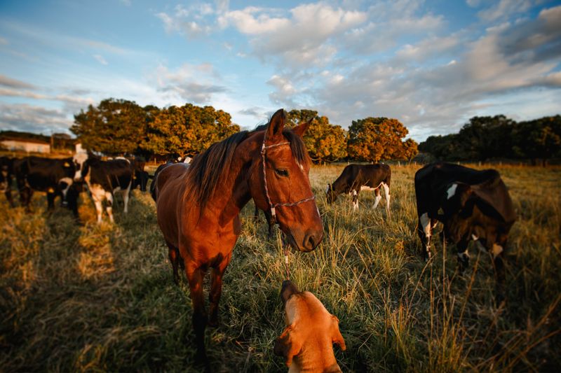 Damage to Property and Livestock Counts Too