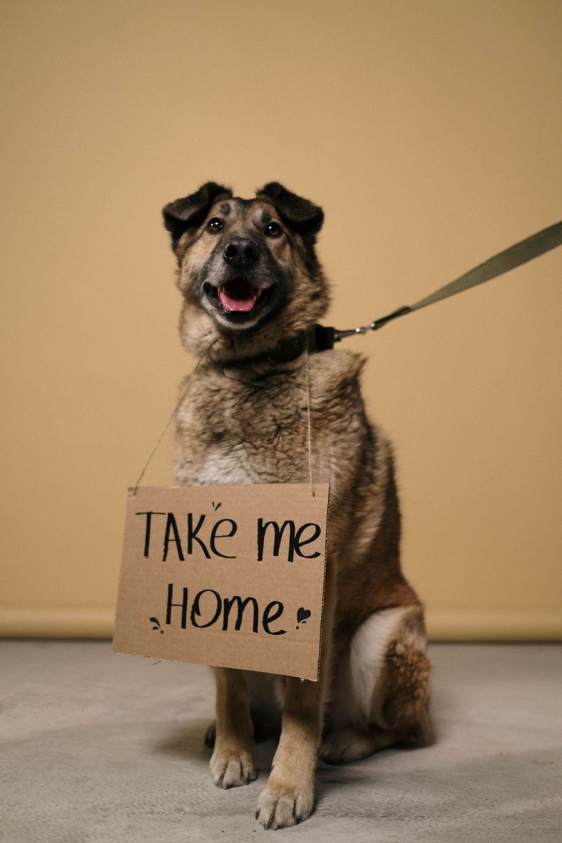 Ten Days to License a Newly Adopted Dog