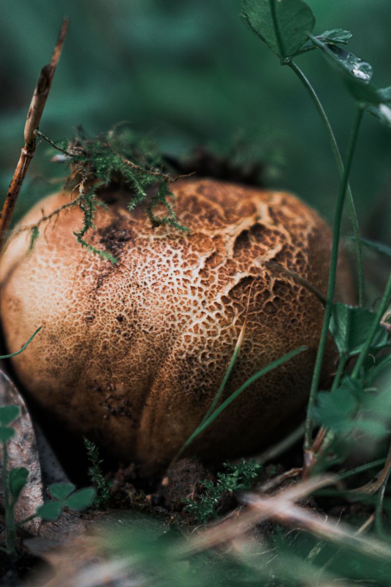 Earthball (Scleroderma species)