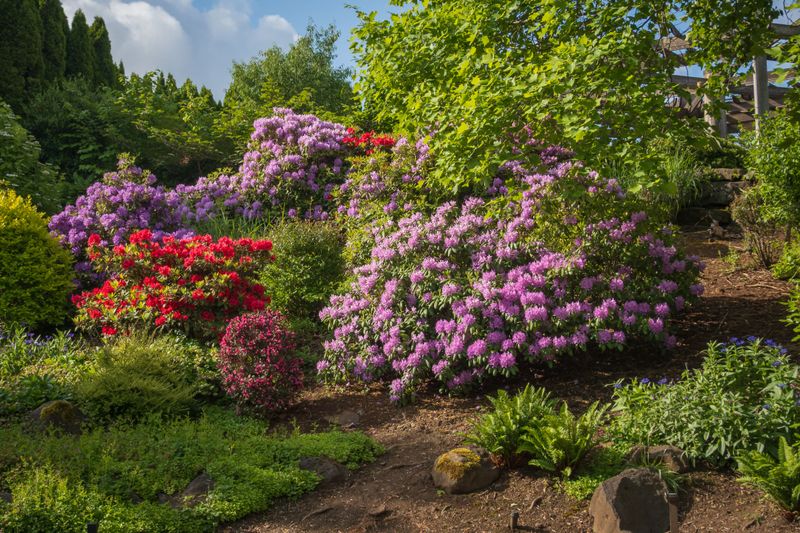 Rhododendrons Can Hide Among Garden Shrubs