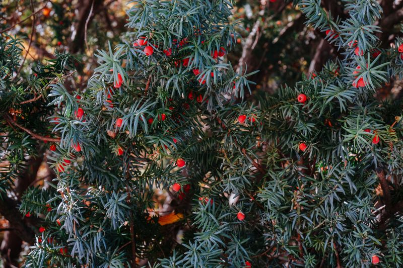 Yew