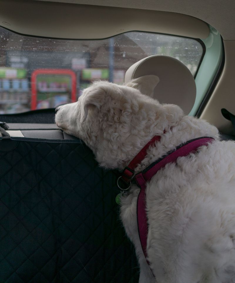 Bring Dogs In at the First Sign of Trouble