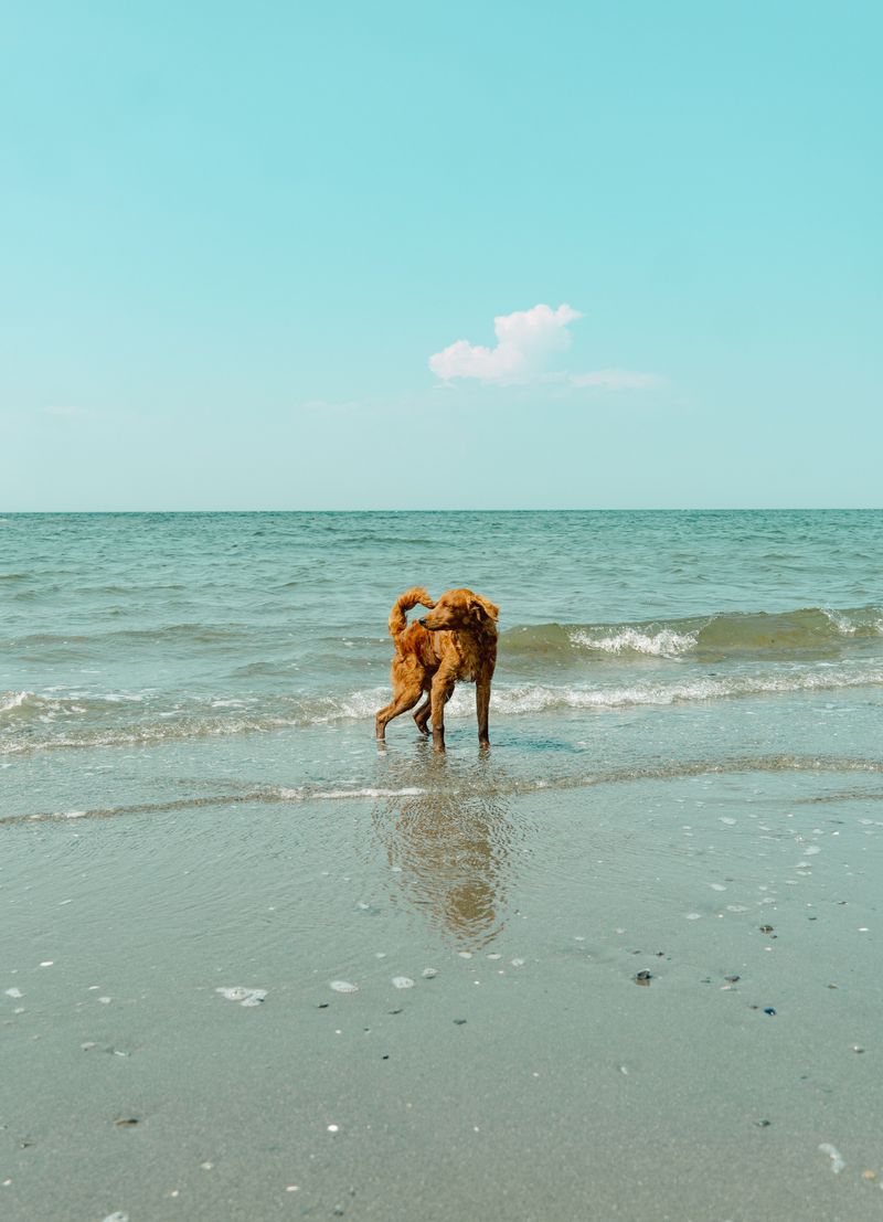 Pawleys Island Beach