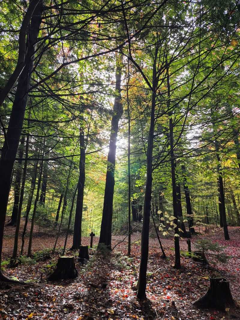 Gifford Woods State Park