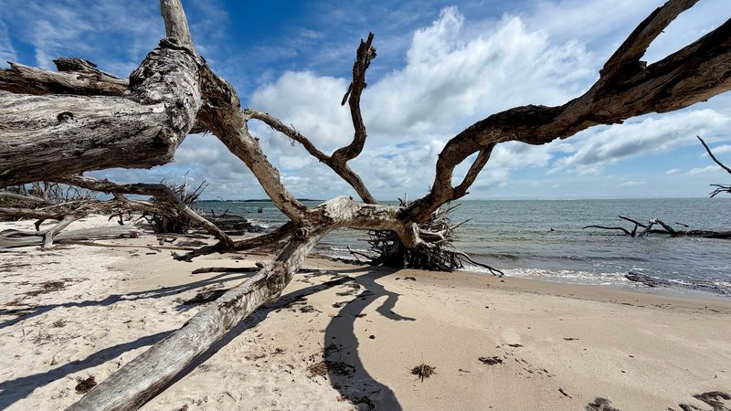 Big Talbot Island State Park Brings Dogs Into the Wild