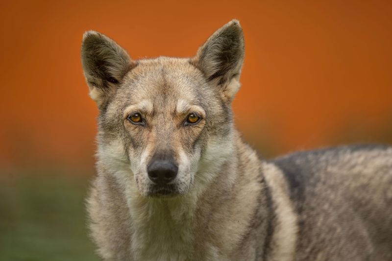 Wolf-Dog Crosses Face Strict Limits