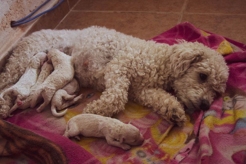 Selling a Puppy Under 8 Weeks Old Is Restricted