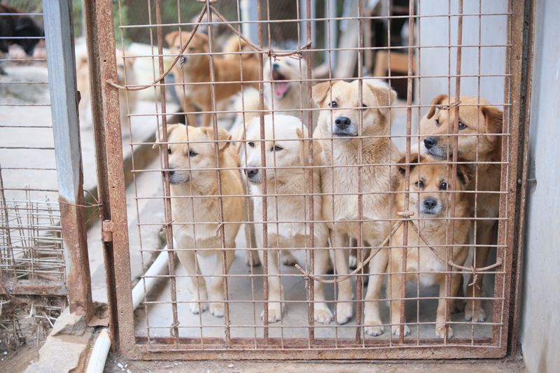 New York's Pet-Shop Rules Have Changed Dramatically