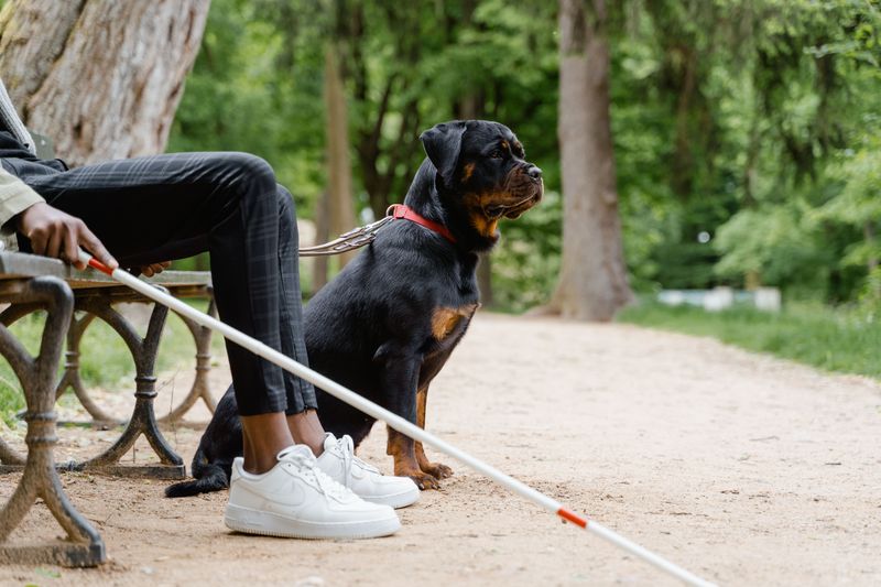 Assistance Animals Receive Different Legal Protections Than Ordinary Pets