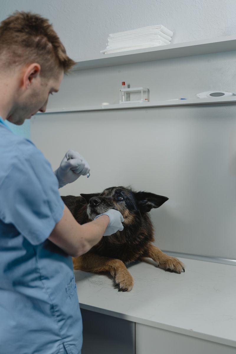 Recovering Veterinary Expenses Depends on the Circumstances