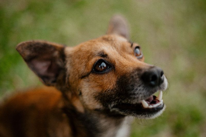 Your City or County May Have Specific Barking Rules
