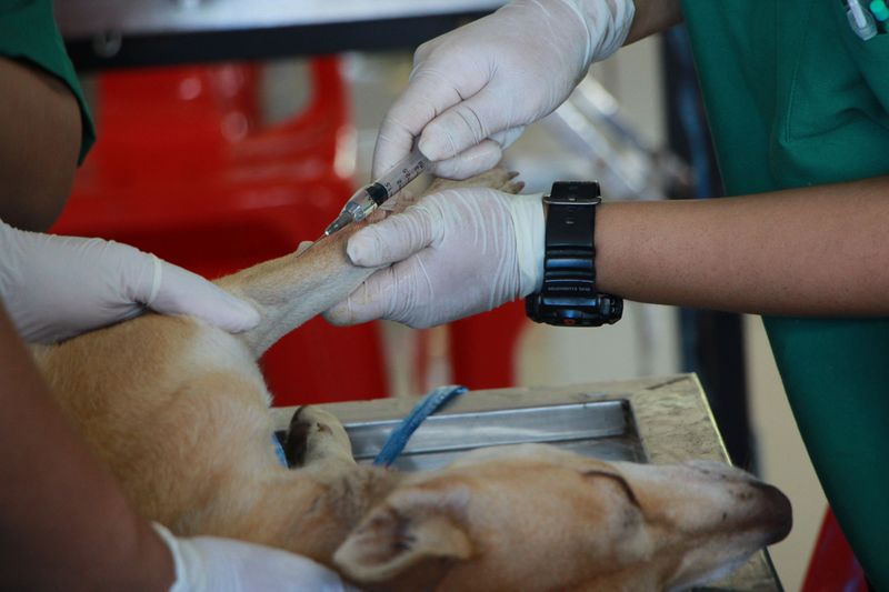 Rabies Vaccination Requirements Still Matter