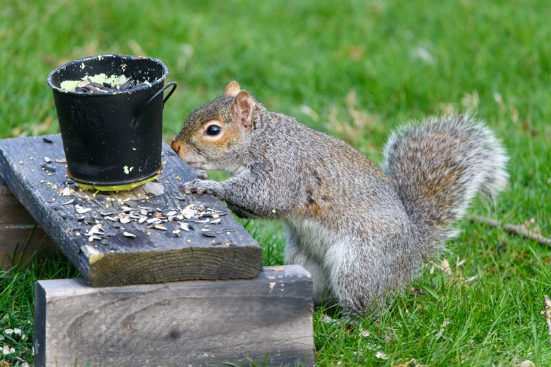 Tidy Birdseed Means Fewer Furry Snacks