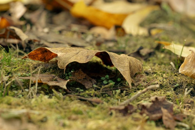 Forests Are Only Part Of The Story